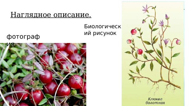 Наглядное описание. Биологический рисунок фотография 