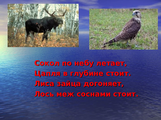 Сокол по небу летает, Цапля в глубине стоит. Лиса зайца догоняет, Лось меж соснами стоит. 
