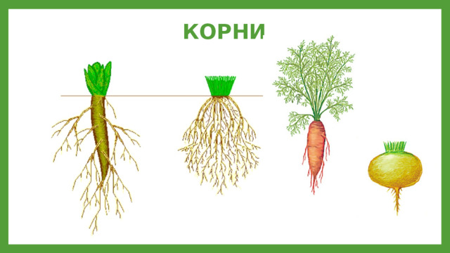 КОРНИ 