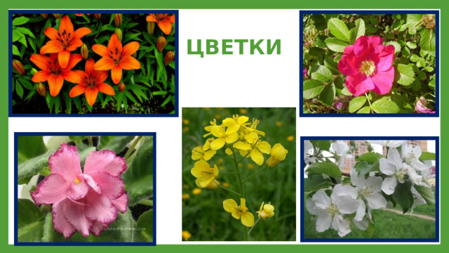 ЦВЕТКИ 