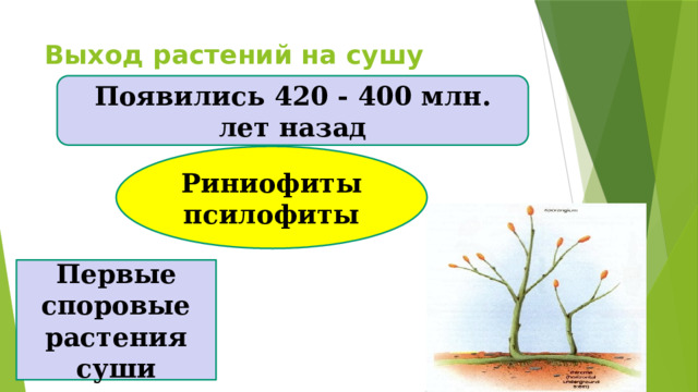 Выход растений на сушу Появились 420 - 400 млн. лет назад Риниофиты псилофиты Первые споровые растения суши 