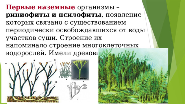 Первые наземные организмы – риниофиты и псилофиты , появление которых связано с существованием периодически освобождавшихся от воды участков суши. Строение их напоминало строение многоклеточных водорослей. Имели древовидную форму. 