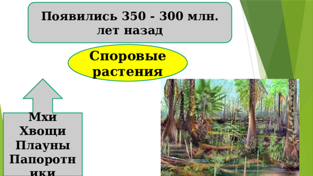 Появились 350 - 300 млн. лет назад Споровые растения Мхи Хвощи Плауны Папоротники 