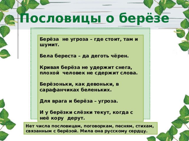 Пословицы о берёзе Берёза не угроза – где стоит, там и шумит.  Бела береста – да деготь чёрен.  Кривая берёза не удержит снега, плохой человек не сдержит слова.  Берёзоньки, как девоньки, в сарафанчиках беленьких.  Для врага и берёза – угроза.  И у берёзки слёзки текут, когда с неё кору дерут. Нет числа пословицам, поговоркам, песням, стихам, связанным с берёзой. Мила она русскому сердцу. 