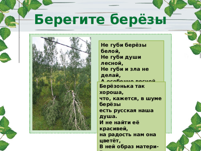 Берегите берёзы Не губи берёзы белой, Не губи души лесной, Не губи и зла не делай, А особенно весной.   (В. Боков) Берёзонька так хороша, что, кажется, в шуме берёзы есть русская наша душа. И не найти её красивей, на радость нам она цветёт, В ней образ матери-России неувядаемой живёт. 