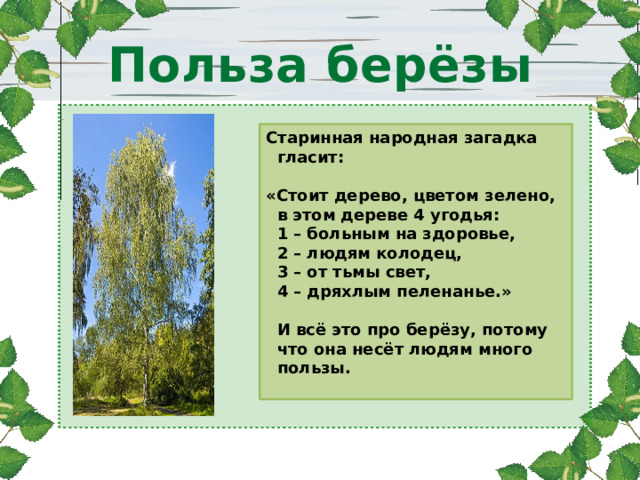 Польза берёзы Старинная народная загадка  гласит:  «Стоит дерево, цветом зелено,  в этом дереве 4 угодья:  1 – больным на здоровье,  2 – людям колодец,  3 – от тьмы свет,  4 – дряхлым пеленанье.»   И всё это про берёзу, потому  что она несёт людям много  пользы. 