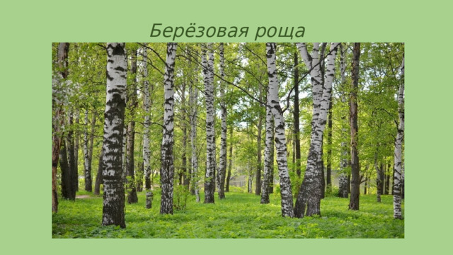 Берёзовая роща 