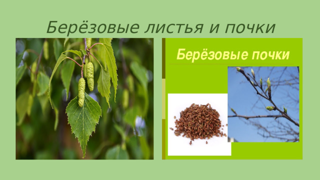 Берёзовые листья и почки 