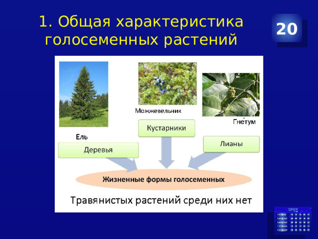 1. Общая характеристика голосеменных растений 20 