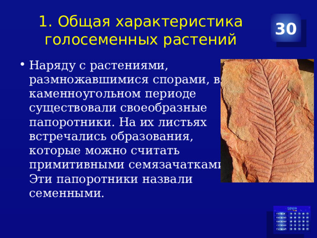 1. Общая характеристика голосеменных растений 30 Наряду с растениями, размножавшимися спорами, в каменноугольном периоде существовали своеобразные папоротники. На их листьях встречались образования, которые можно считать примитивными семязачатками. Эти папоротники назвали семенными. 