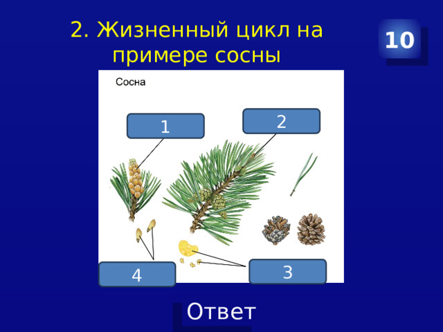 2. Жизненный цикл на примере сосны 10 2 1 3 4 