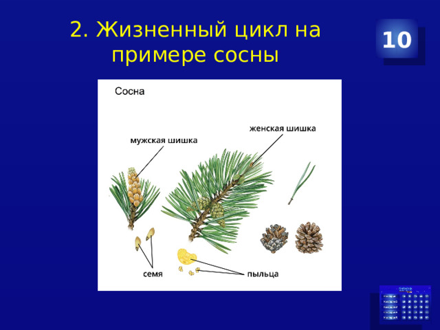 2. Жизненный цикл на примере сосны 10 
