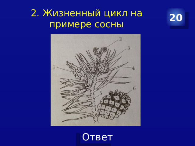 2. Жизненный цикл на примере сосны 20 