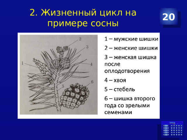 2. Жизненный цикл на примере сосны 20 