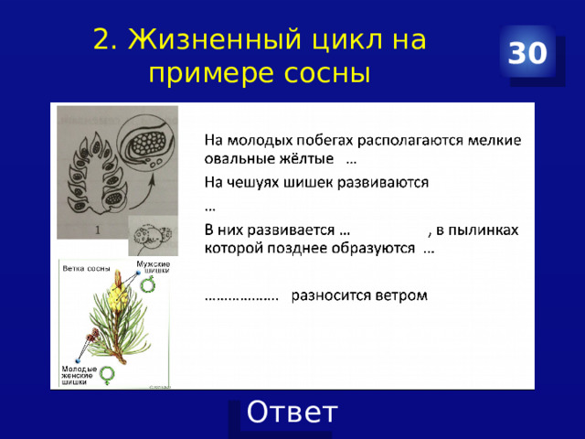 2. Жизненный цикл на примере сосны 30 