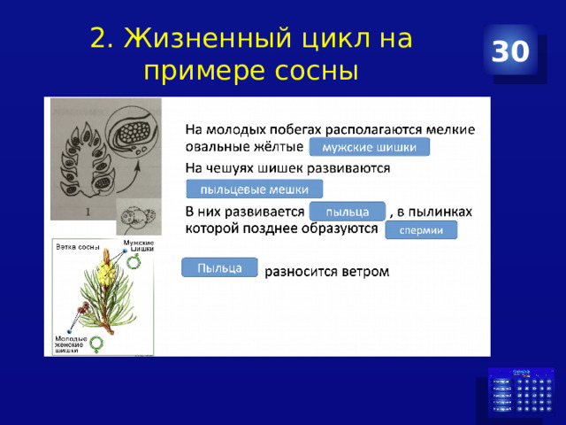 2. Жизненный цикл на примере сосны 30 