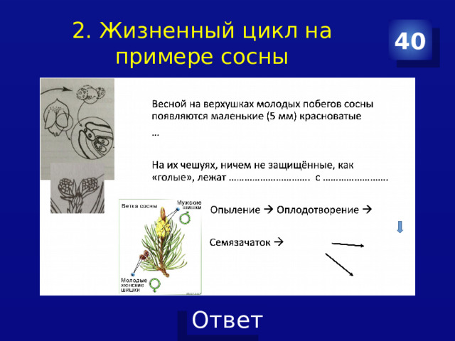 2. Жизненный цикл на примере сосны 40 