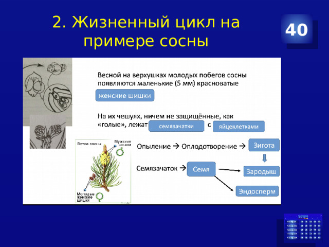 2. Жизненный цикл на примере сосны 40 