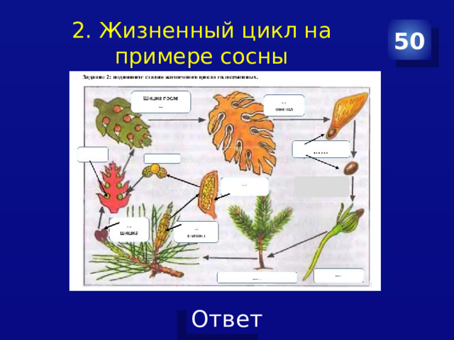 2. Жизненный цикл на примере сосны 50 