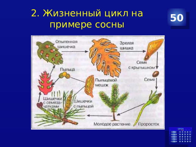 2. Жизненный цикл на примере сосны 50 