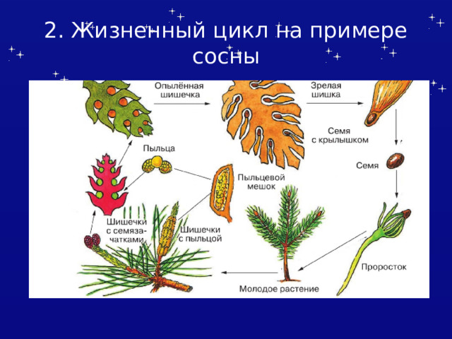 2. Жизненный цикл на примере сосны 