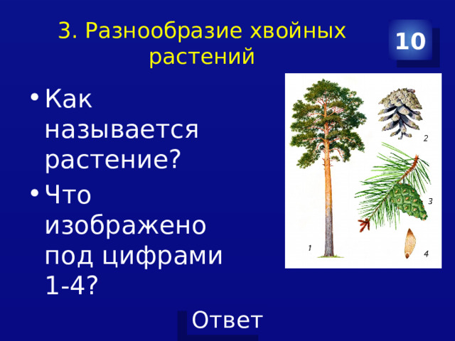 3. Разнообразие хвойных растений 10 Как называется растение? Что изображено под цифрами 1-4? 