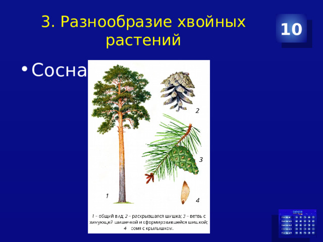 3. Разнообразие хвойных растений 10 Сосна 