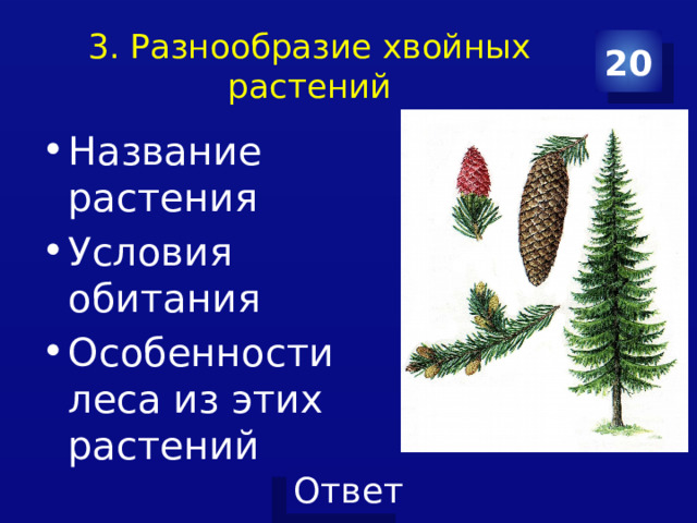 3. Разнообразие хвойных растений 20 Название растения Условия обитания Особенности леса из этих растений 