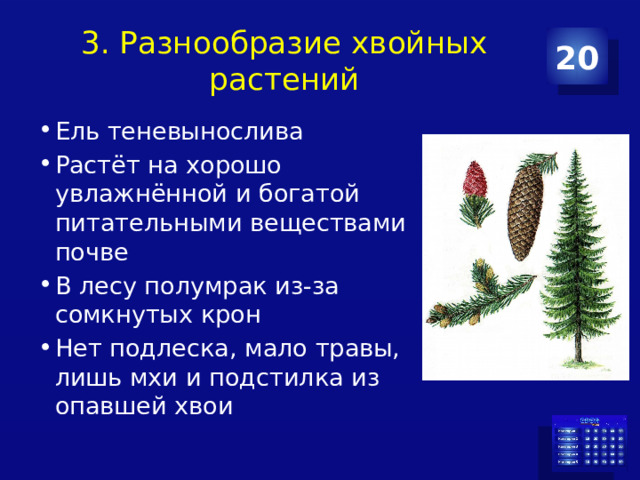 3. Разнообразие хвойных растений 20 Ель теневынослива Растёт на хорошо увлажнённой и богатой питательными веществами почве В лесу полумрак из-за сомкнутых крон Нет подлеска, мало травы, лишь мхи и подстилка из опавшей хвои 
