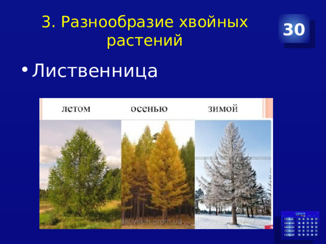 3. Разнообразие хвойных растений 30 Лиственница 