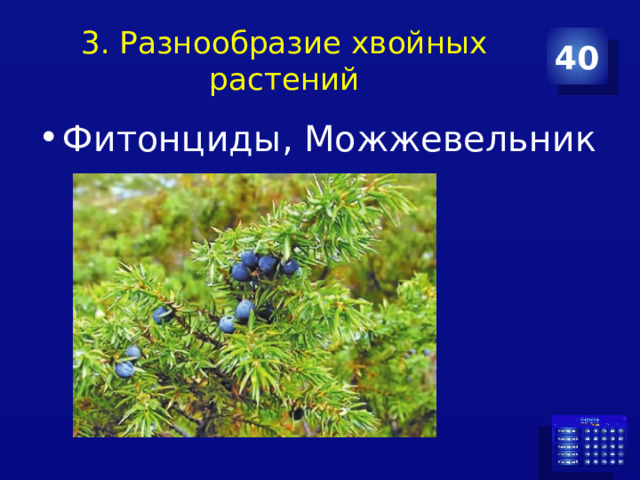 3. Разнообразие хвойных растений 40 Фитонциды, Можжевельник 