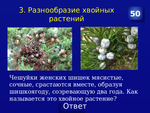 3. Разнообразие хвойных растений 50 Чешуйки женских шишек мясистые, сочные, срастаются вместе, образуя шишкоягоду, созревающую два года. Как называется это хвойное растение? 
