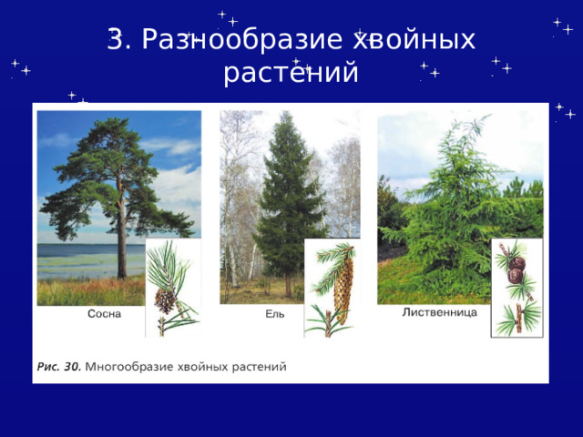 3. Разнообразие хвойных растений 