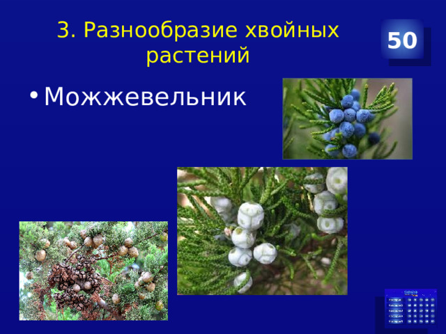 3. Разнообразие хвойных растений 50 Можжевельник 