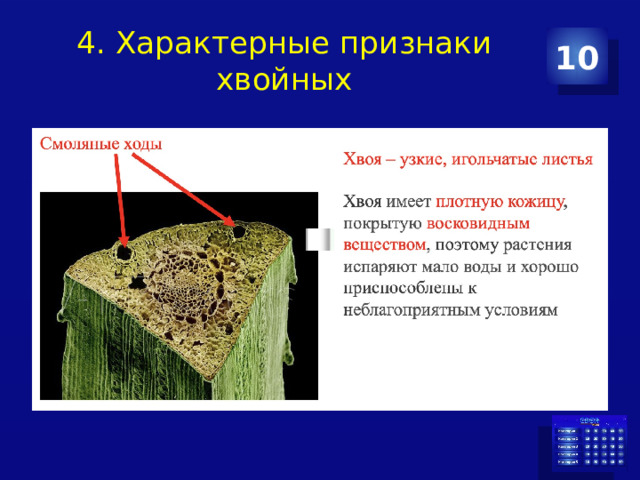 4. Характерные признаки хвойных 10 