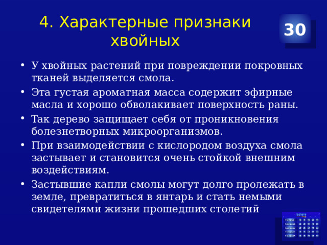 4. Характерные признаки хвойных 30 У хвойных растений при повреждении покровных тканей выделяется смола. Эта густая ароматная масса содержит эфирные масла и хорошо обволакивает поверхность раны. Taк дерево защищает себя от проникновения болезнетворных микроорганизмов. При взаимодействии с кислородом воздуха смола застывает и становится очень стойкой внешним воздействиям. Застывшие капли смолы могут долго пролежать в земле, превратиться в янтарь и стать немыми свидетелями жизни прошедших столетий 