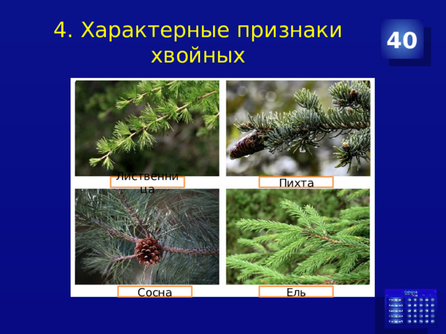 4. Характерные признаки хвойных 40 Лиственница Пихта Ель Сосна 