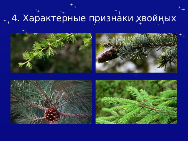 4. Характерные признаки хвойных 