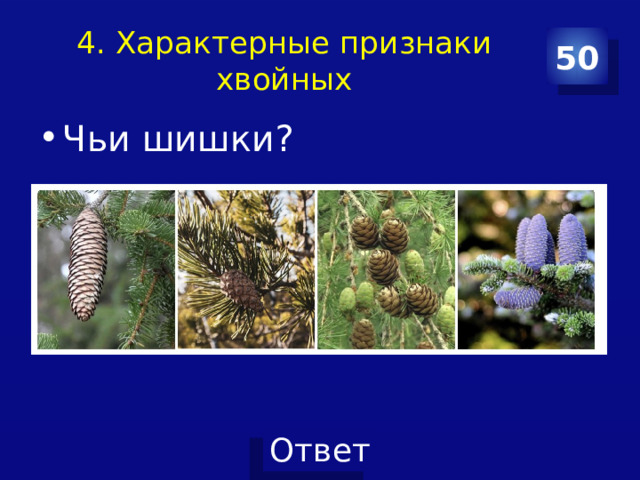4. Характерные признаки хвойных 50 Чьи шишки? 