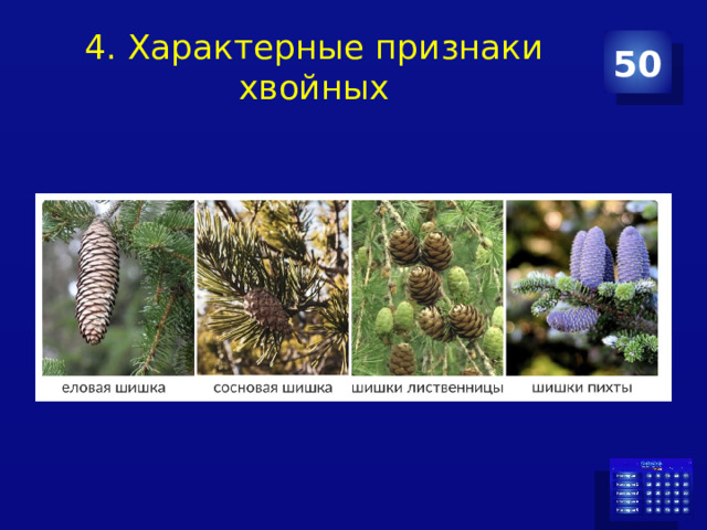 4. Характерные признаки хвойных 50 