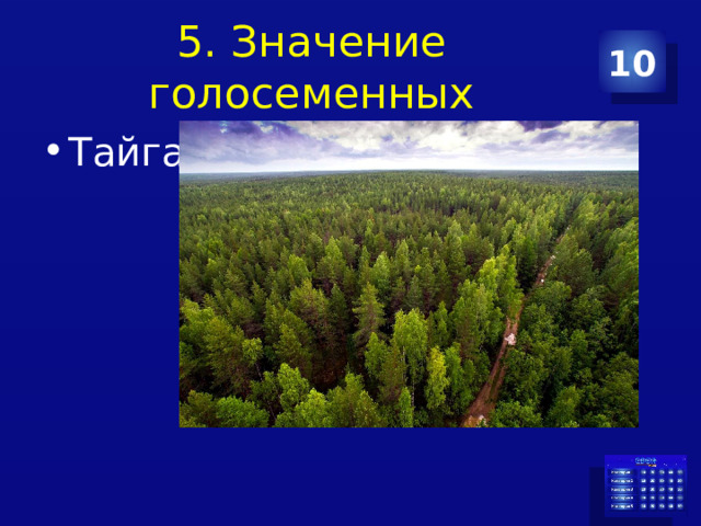 5. Значение голосеменных 10 Тайга 