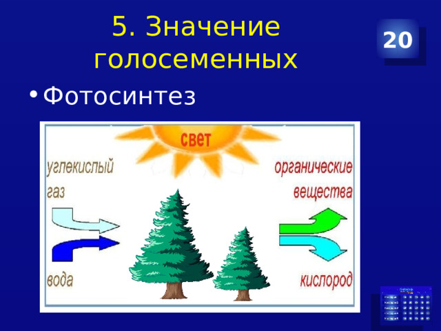 5. Значение голосеменных 20 Фотосинтез 