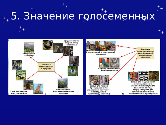 5. Значение голосеменных 