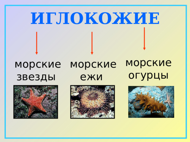 ИГЛОКОЖИЕ морские огурцы морские звезды морские ежи 