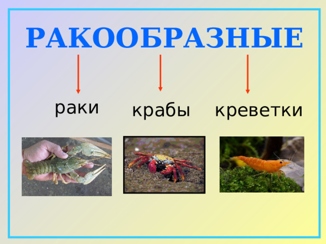 РАКООБРАЗНЫЕ  раки   крабы  креветки 