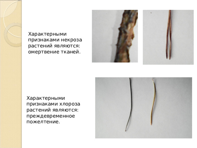Характерными признаками некроза растений являются: омертвение тканей. Характерными признаками хлороза растений являются: преждевременное пожелтение. 