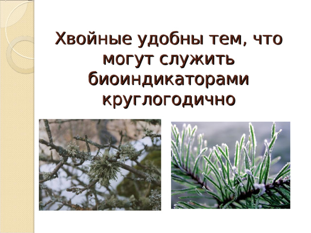 Хвойные удобны тем, что могут служить биоиндикаторами круглогодично 