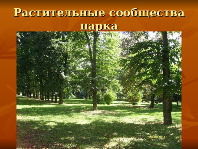 Растительные сообщества парка 