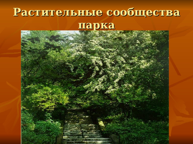 Растительные сообщества парка 
