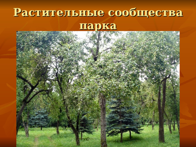 Растительные сообщества парка 